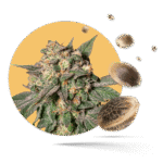 BCN Diesel CBD Samen - Feminisiert - Kannabia