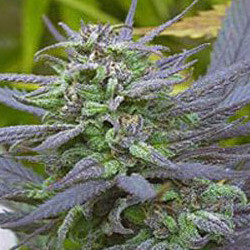 Biddy Early - Regular - Alchimia