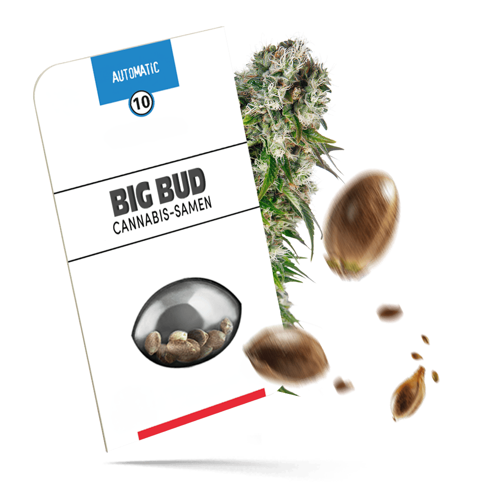 Big Bud Samen - Autoflower - Sensi Seeds
