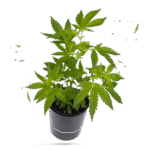 Big Bud Steckling - Hanfgarten