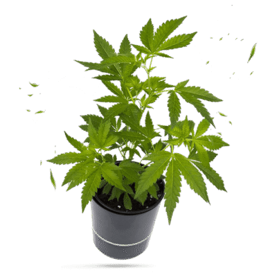 Big Bud Steckling - Hanfgarten