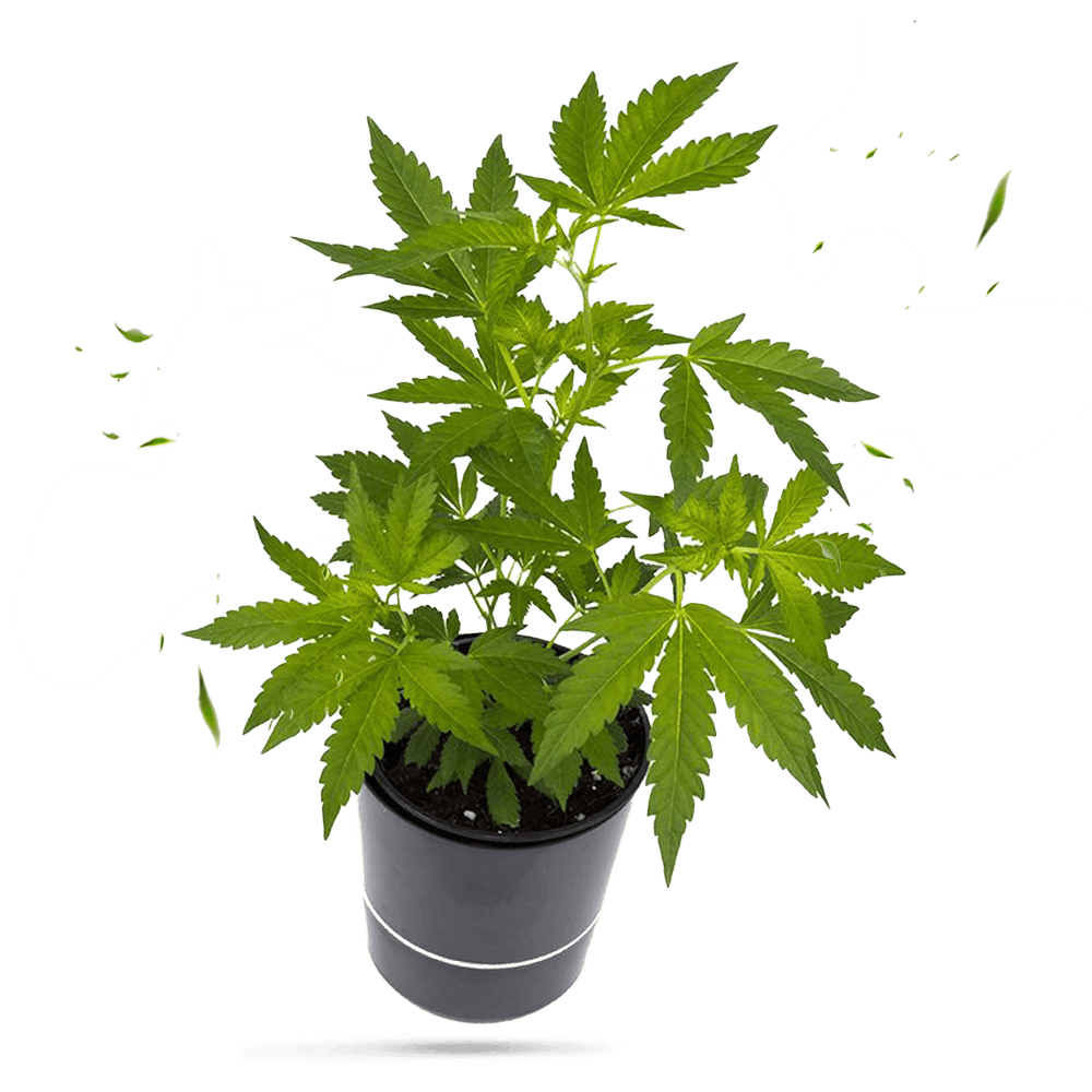 Big Bud Steckling - Hanfgarten