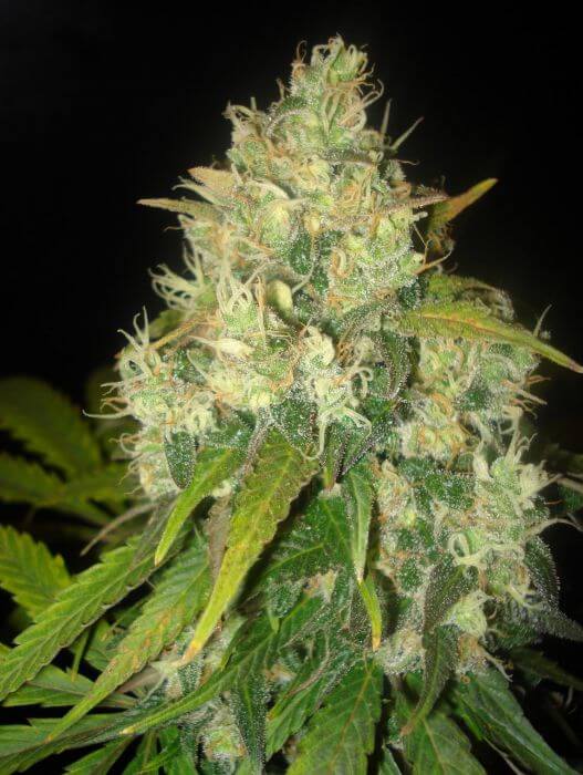 Black Russian - Alchimia