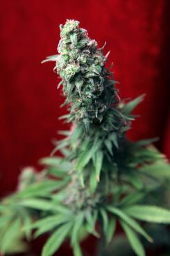 Blackdance - Alchimia