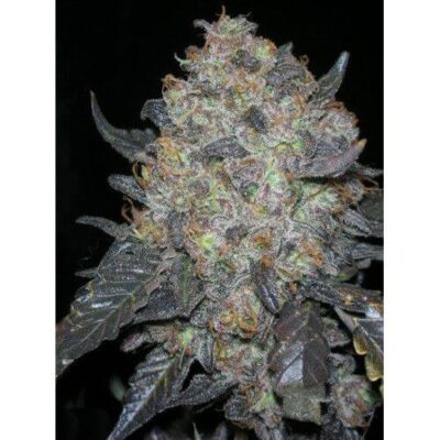 BlackWater - Alchimia