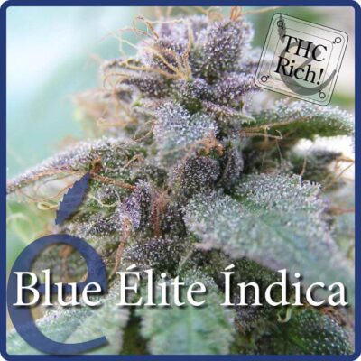 Blue Elite Indica - Alchimia