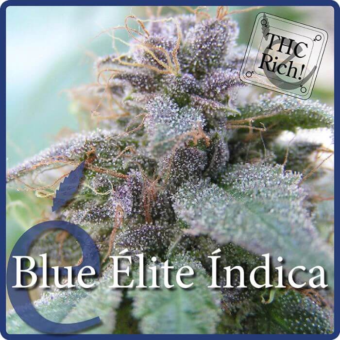 Blue Elite Indica - Alchimia
