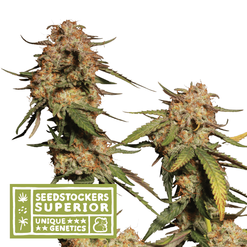 Blue Moby - Alchimia