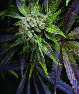 Blue Pyramid - Alchimia