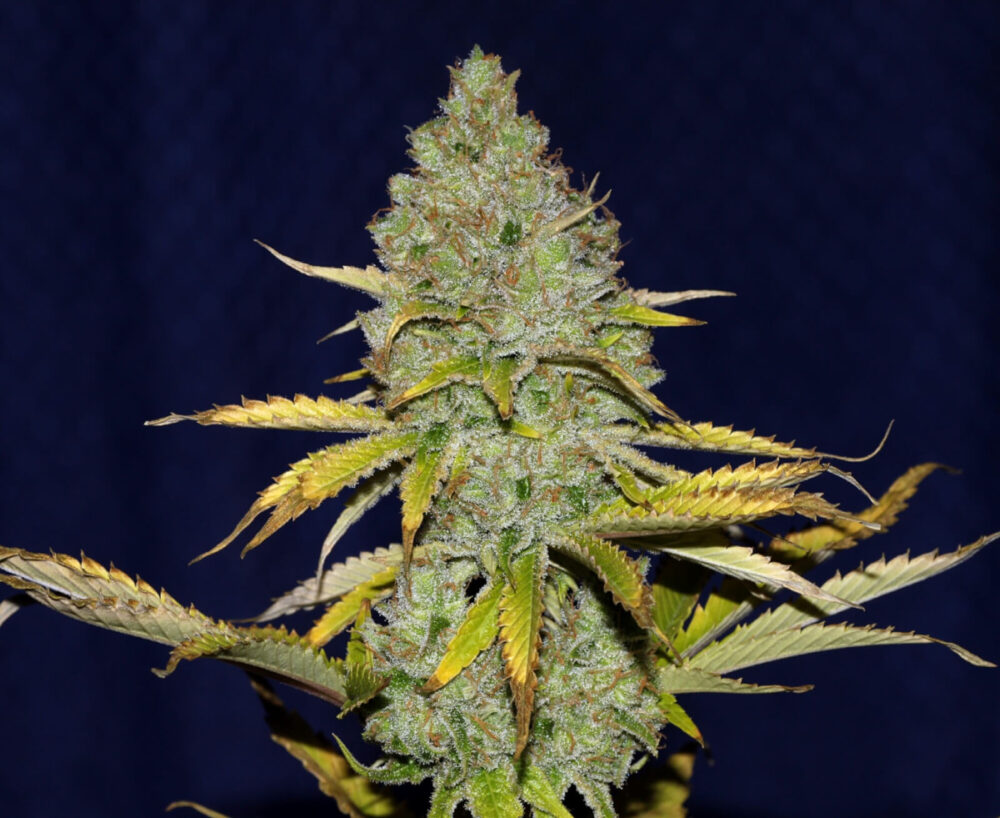 Blueberry Seedsman - Alchimia