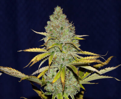 Blueberry Seedsman - Alchimia