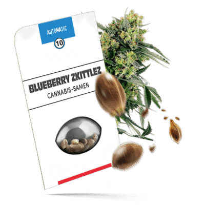 Blueberry Zkittlez Samen - Autoflower - Sensi Seeds