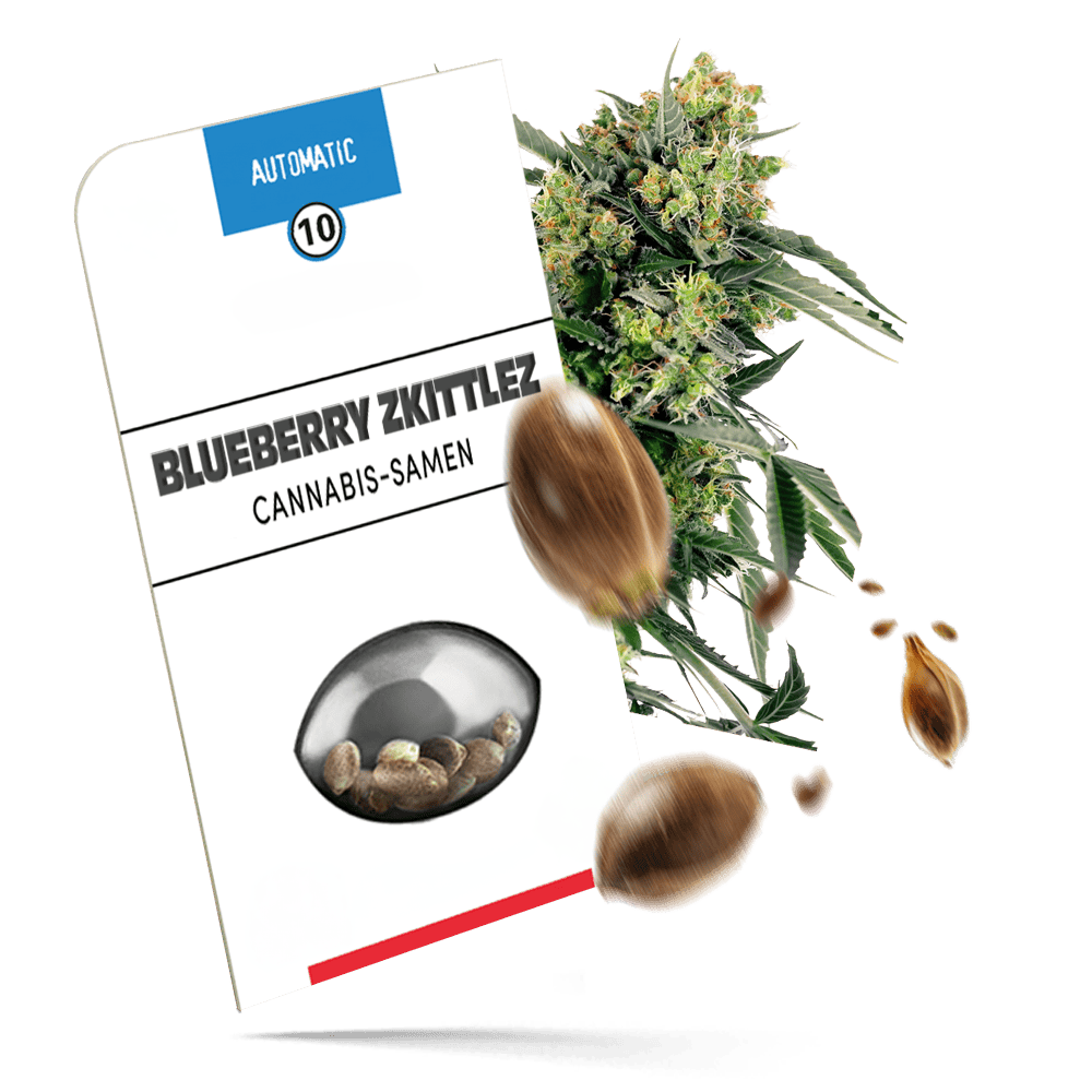Blueberry Zkittlez Samen - Autoflower - Sensi Seeds