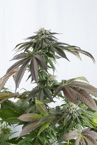 Bubba Kush CBD - Alchimia