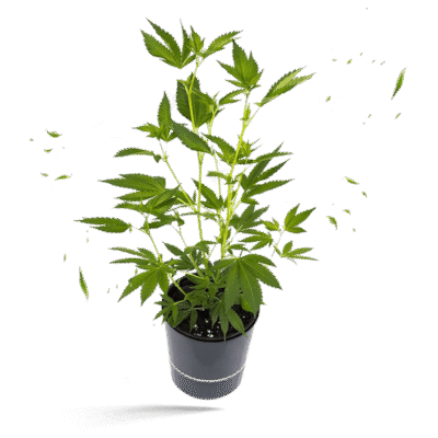 Bubba Kush Steckling - Hanfgarten