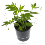 Cake & Punch Steckling