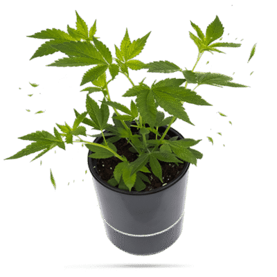 Cake & Punch Steckling – Weedforfriends