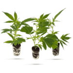 Bestseller Cannabis-Steckling 3er-Set - Hanfgarten