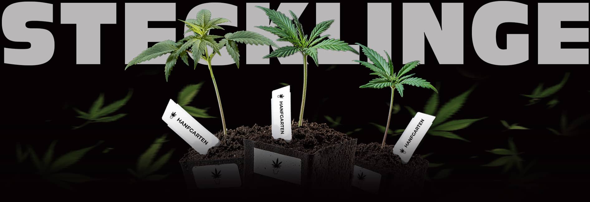 Cannabis Stecklinge am Black Friday