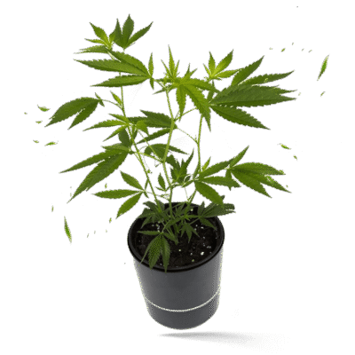 Cannalope Haze Steckling - Hanfgarten