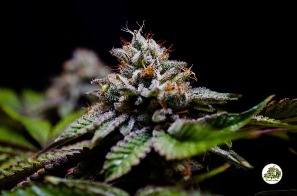 Cayman Kush - Alchimia