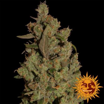 CBD Critical Cure - Alchimia