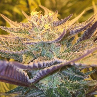 CBD Girl Scout Cookies - Alchimia