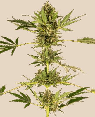 CBD Himalayan aka Sensi 49 CBD - Alchimia