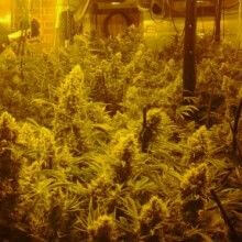 CBD Indica Mix - Alchimia