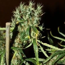 CBD Mango Haze - Alchimia