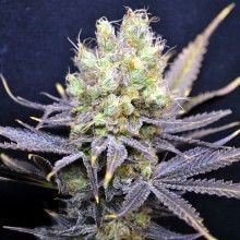 CBD Nordle - Alchimia