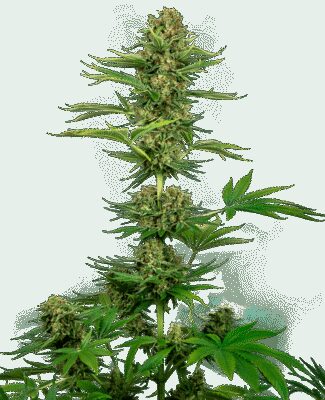 CBD Satin Black Domina aka Sensi 743 - Alchimia