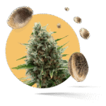 Royal Cheese Samen - Autoflower