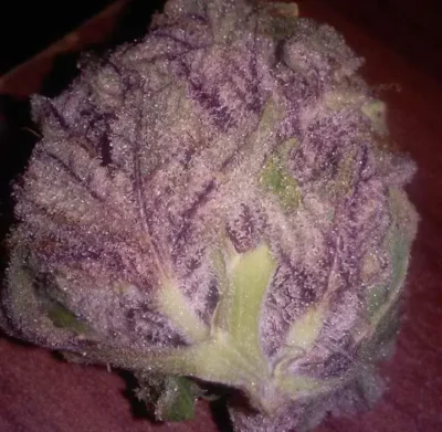 Cherry Mac Muffin 3 - Alchimia