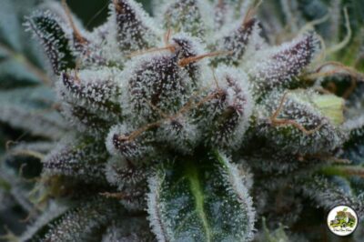 Choco Cookies - Alchimia