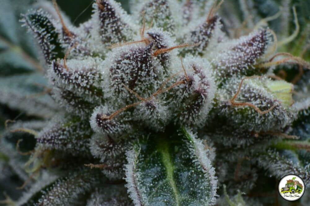 Choco Cookies - Alchimia