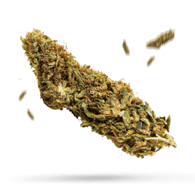 Choco Samen - Autoflower - Sensi Seeds