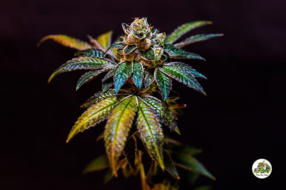 Cookies and Weed - Alchimia