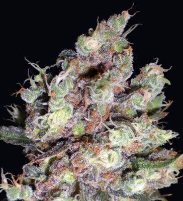 Cotton Candy - Alchimia