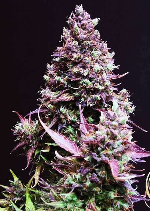 Cream Caramel Auto - Alchimia