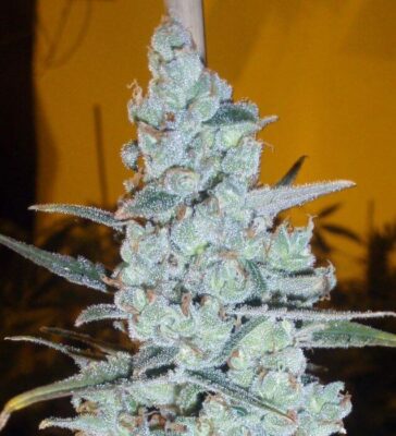 Critical Jack Herer - Alchimia