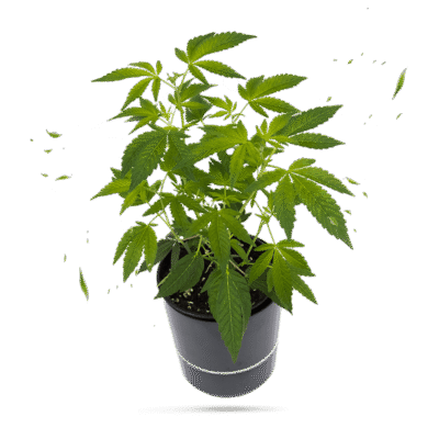 Critical Kush Steckling - Hanfgarten