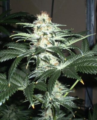 Critical Sensi Star - Alchimia