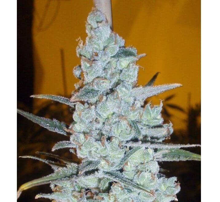 Critical x Jack Herer Auto - Alchimia