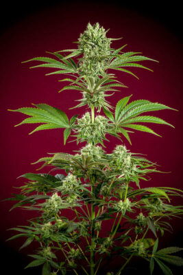 Dancehall - - Alchimia