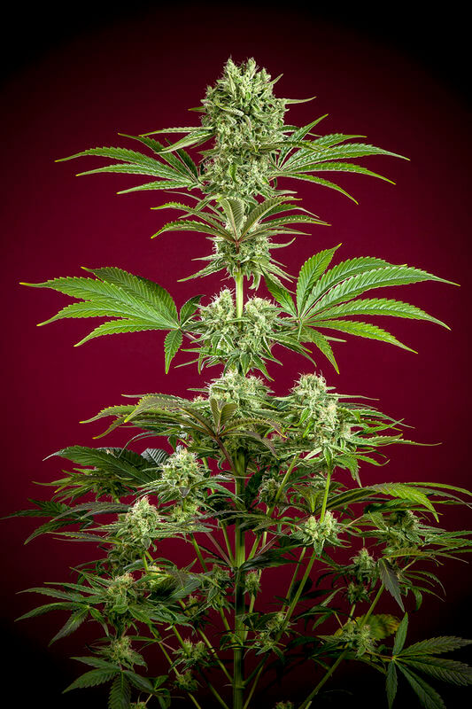 Dancehall - - Alchimia