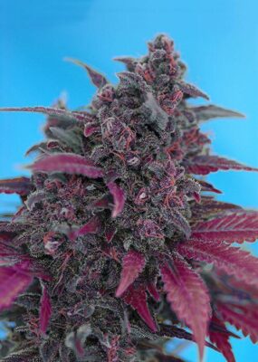 Dark Devil Auto - Alchimia
