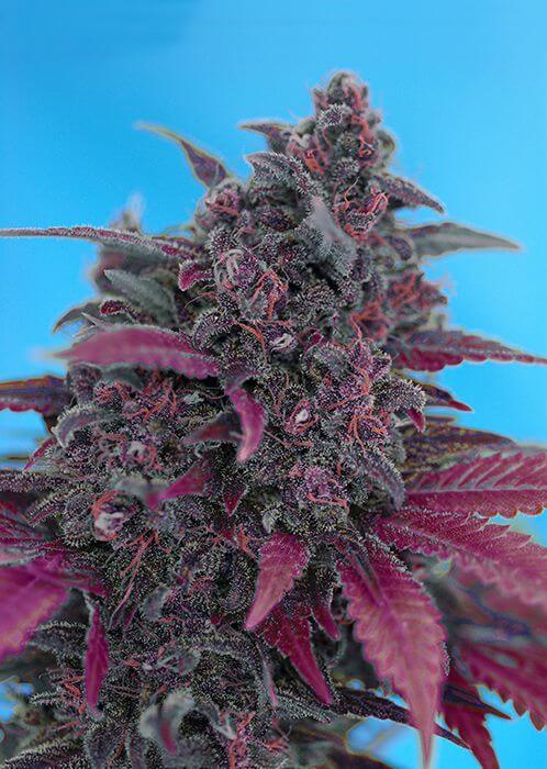 Dark Devil Auto - Alchimia