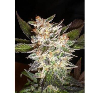 Delicious Candy Auto - Alchimia