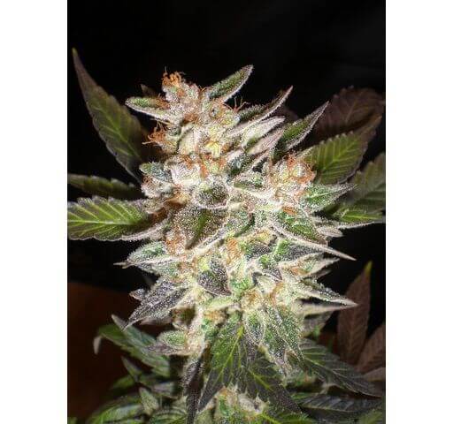 Delicious Candy Auto - Alchimia